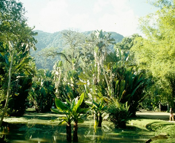 rio-montrichardia-arborescens