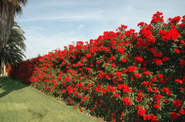 rosal-la-sevillana-a