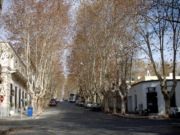 sacramento-calle-con-arboles