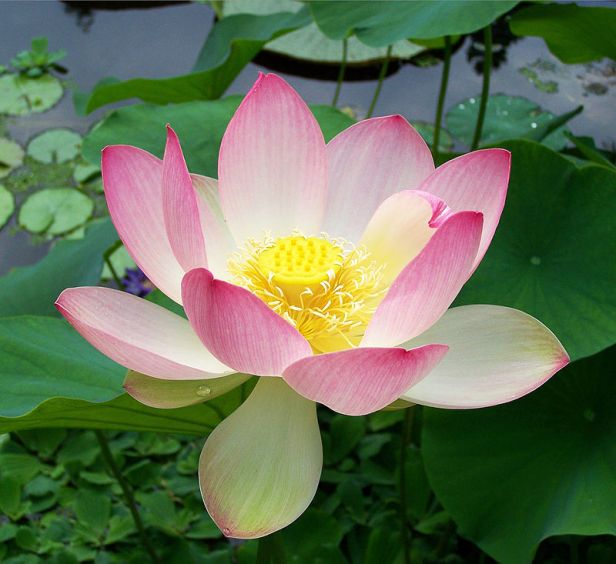 sacred_lotus_nelumbo_nucifera