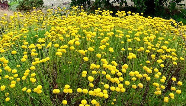 sasantolina-chamaecyparissus