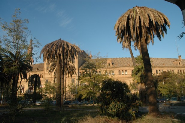sevilla-ataque-de-picudo-phoenix-canariensis-parque-infantil-de-trafico