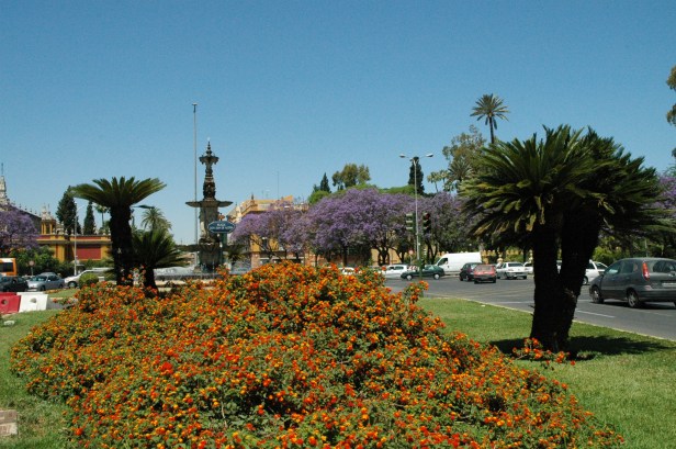 sevilla-jacarandas-juan-de-austria-06-044