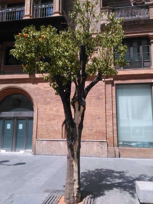 sevilla-junio-2015-naranjos-avda