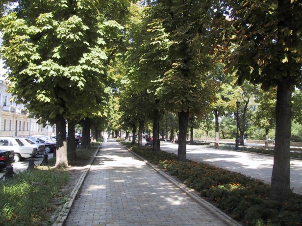 street-with-trees