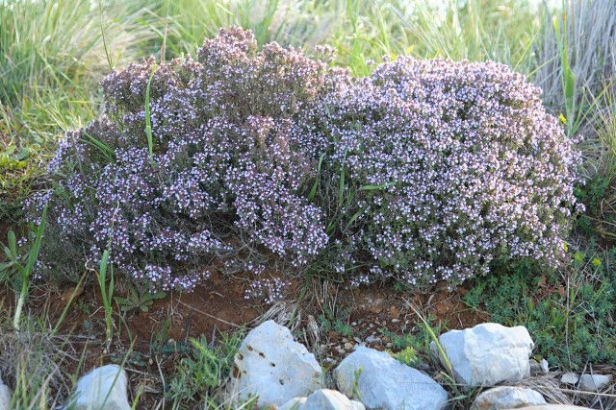 thymus-vulgaris-tomillo