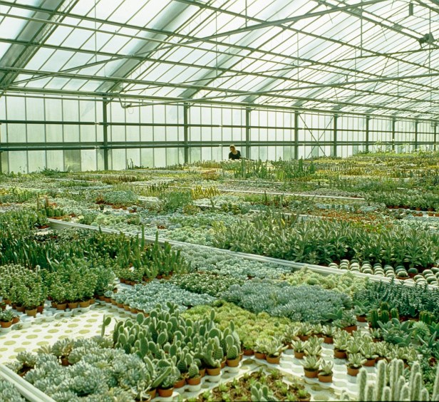 torsanlorenzo-cactus