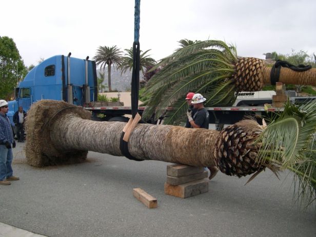 trasplante-de-palmera-4