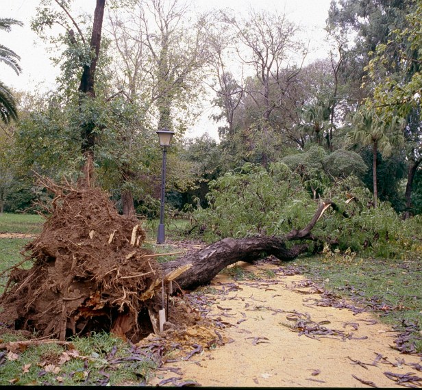 vanvalismo-caida-de-arboles