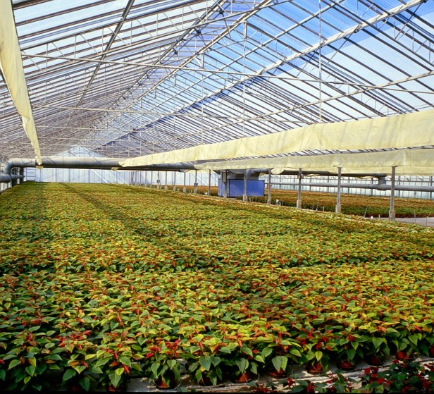 vivero-poinsetias-a2