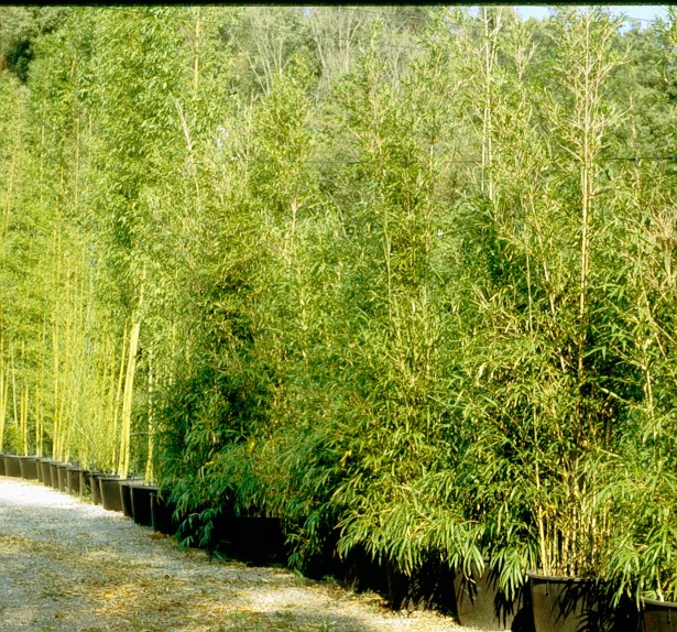 viveros-bambues-en-contendor