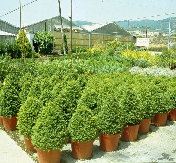 viveros-buxus-sempervirens-a4