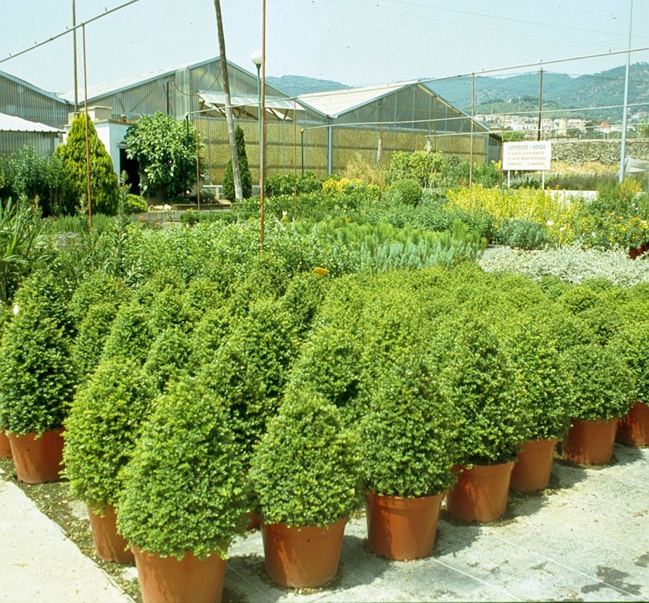 viveros-buxus-sempervirens-a4