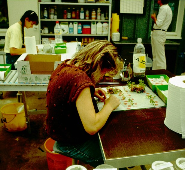 viveros-cultivo-in-vitro-plandosat-orleans