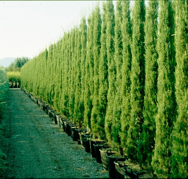 viveros-cupressus-en-contenedor