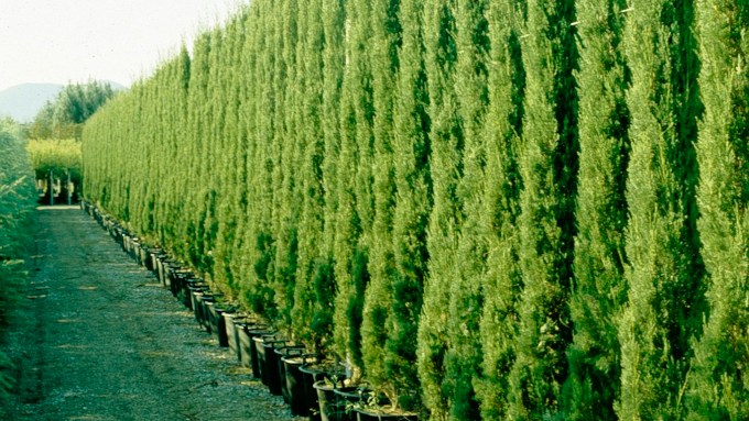 viveros-cupressus-en-contenedor