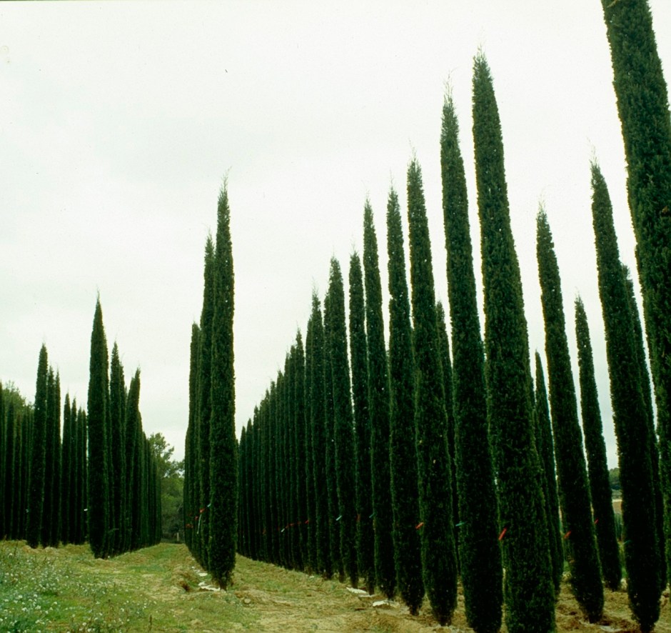 viveros-cupressus-sempervirens-var-stricta
