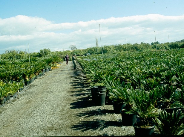 viveros-faro-cycas-a