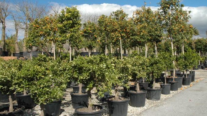 viveros-guzman-marzo-2014-citrus-dulce-y-amargo