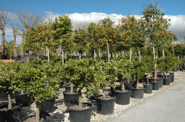 viveros-guzman-marzo-2014-citrus-dulce-y-amargo