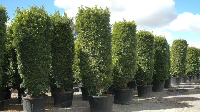 viveros-guzman-marzo-2014-ficus-microcarpa