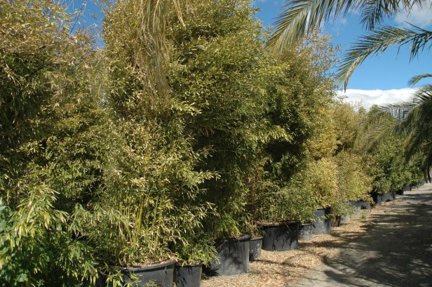 viveros-guzman-marzo-2014-phyllostachys-aurea-r
