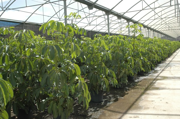 viveros-guzman-marzo-2014-schefflera-actynophylla