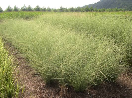 vivers-ter-nassella-tenuissima