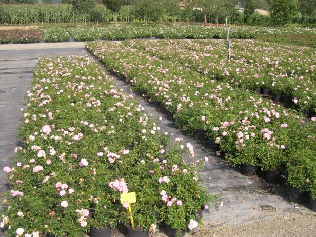 vivers-ter-pearl-mirato-2