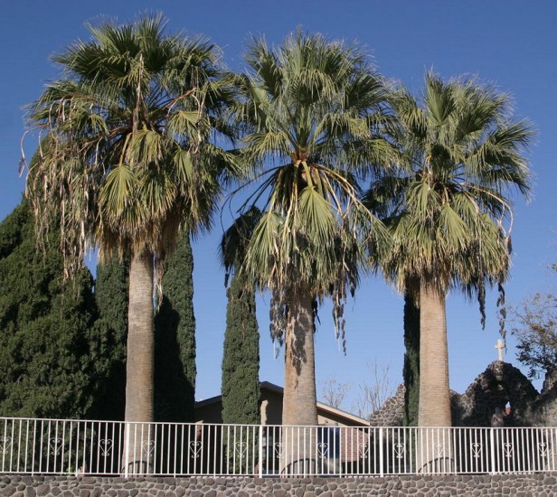 washingtonia-filifera_redimensionar