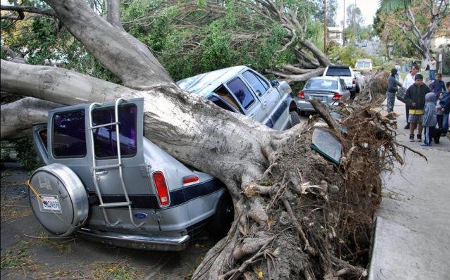 2un-mala-caida-del-arbol