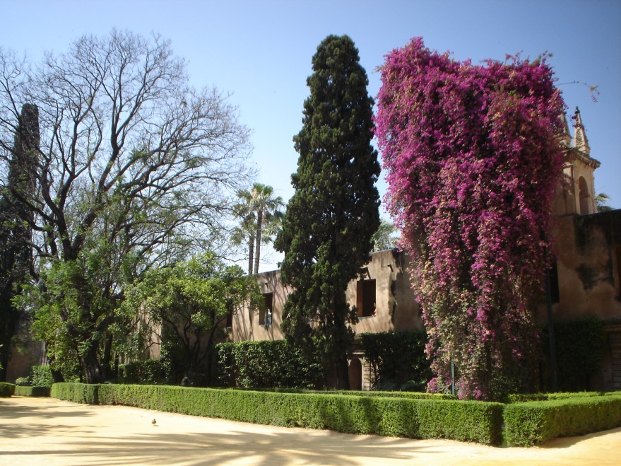 alcazar-bouganvillea-3