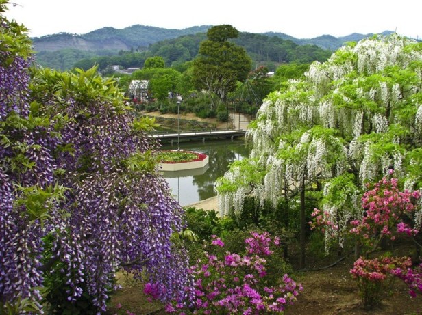 ashikaga-flower-park-112