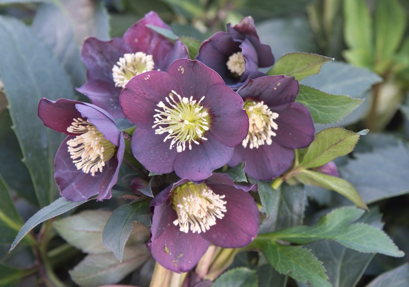 bellevue-khellebore_j_moreau_002