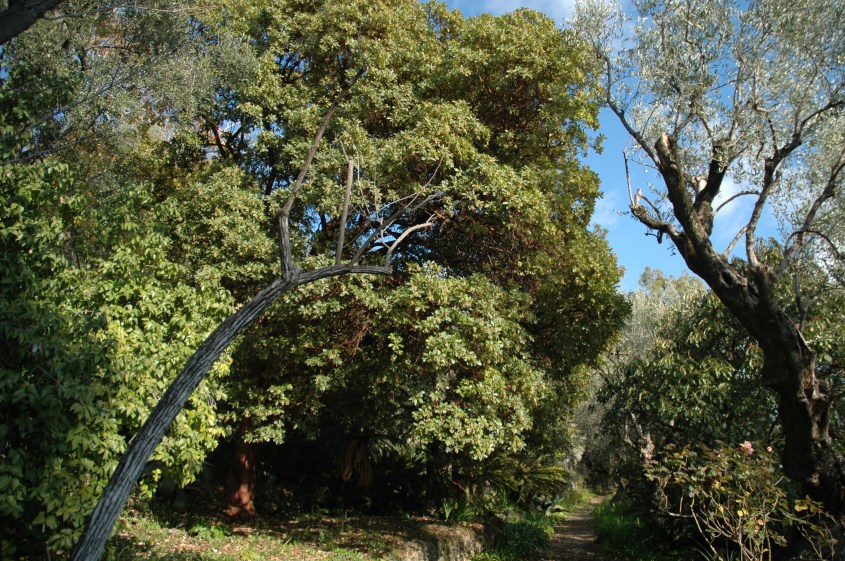 boccanegra-arbutus-andragnoides