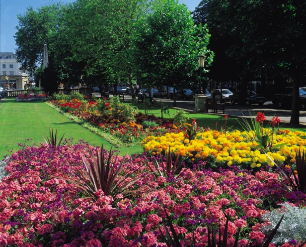 cheltenham-05flora_hires-2