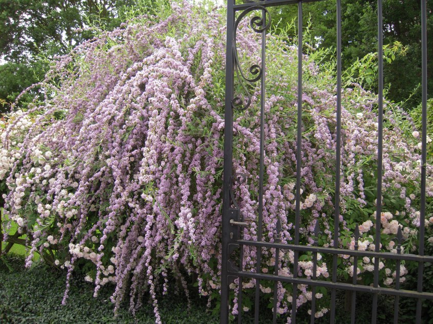 dnas-deferme-budleia-alternifolia