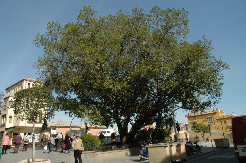ficus-del-altozano-12-marzo-002_redimensionar