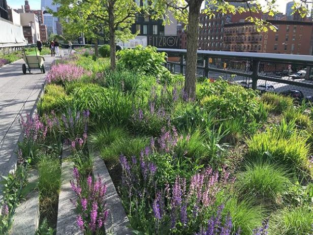 high-line-piet-oudolf-may-2016-5
