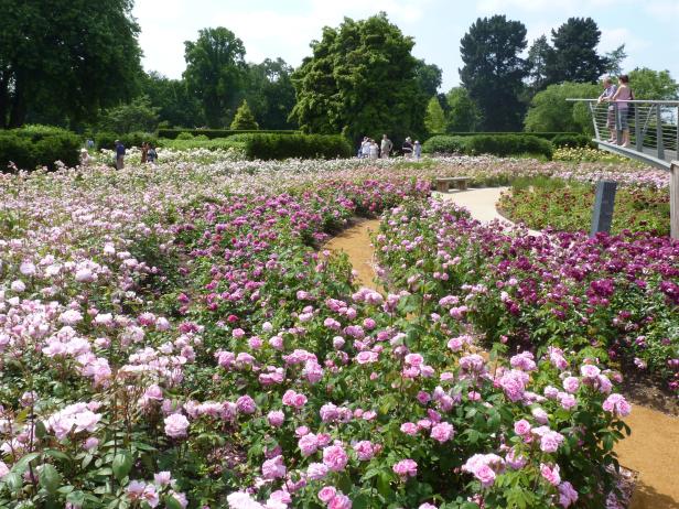 highgrove-gardens-2016-ku