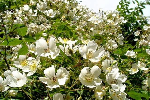 inglaterra-kifsgate-court-garden-rosa-kifsgate-rambler