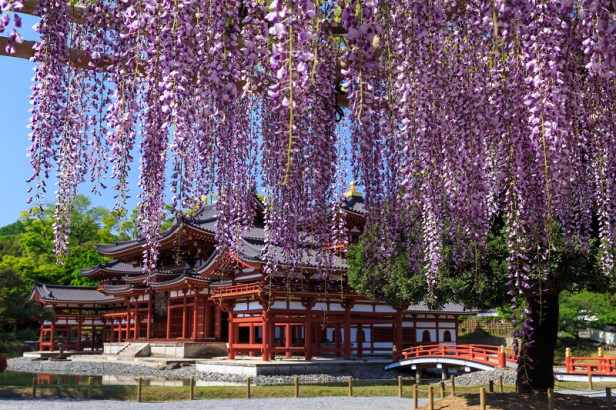 japon-byodo-in-temple-wisteria-en-flor