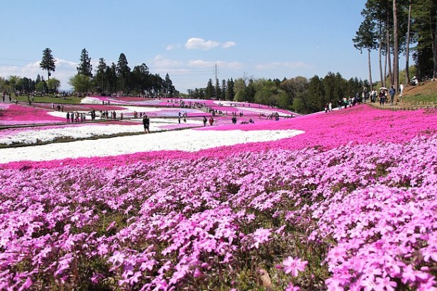 japon-chichibu-hitsujiyama-park