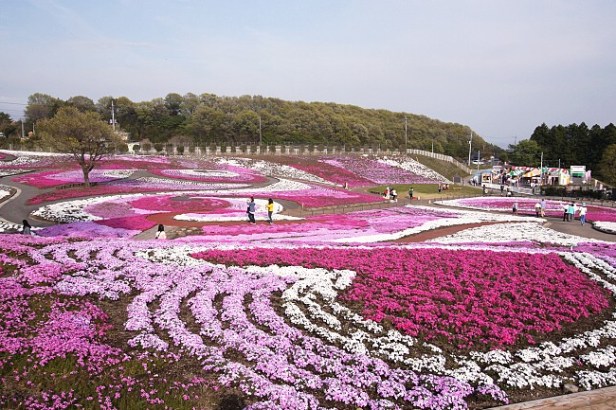 japon-takasaki-misato-shibazakura-park
