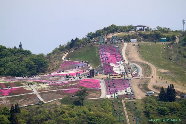 japon-shibazakura-chausuyama