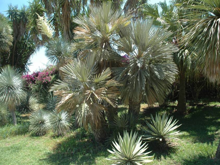 jardin-de-los-marchesi-di-san-giuliano-thrinax-campestris