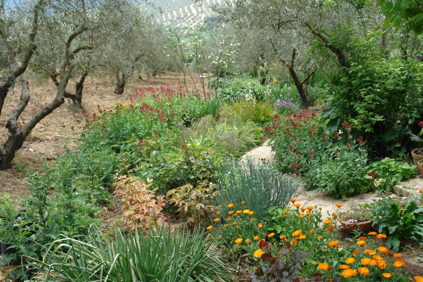 jardin-del-rosario-centranthus-ruber-101
