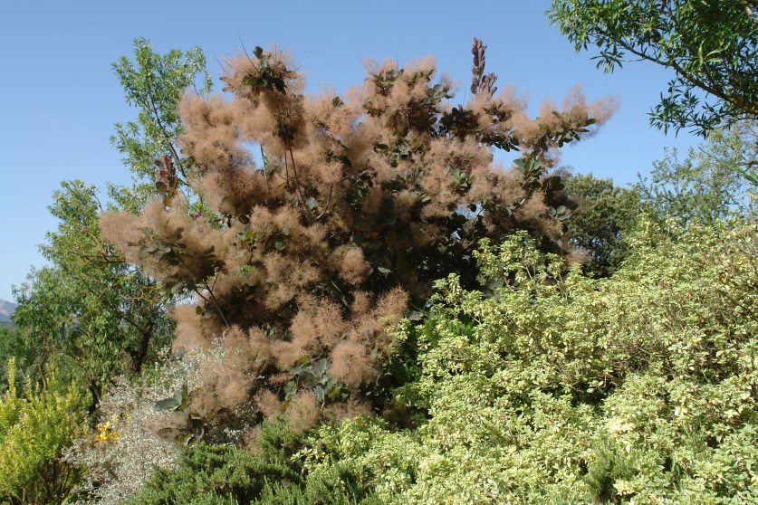 jardin-del-rosario-cotinus-cogyria-2-julio-2016-054
