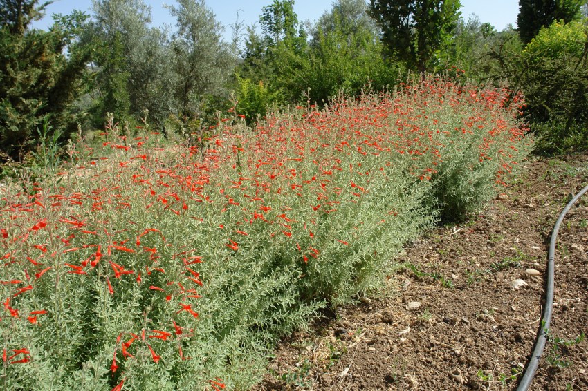 jardin-del-rosario-epilobium-canum-2-julio-2016-089