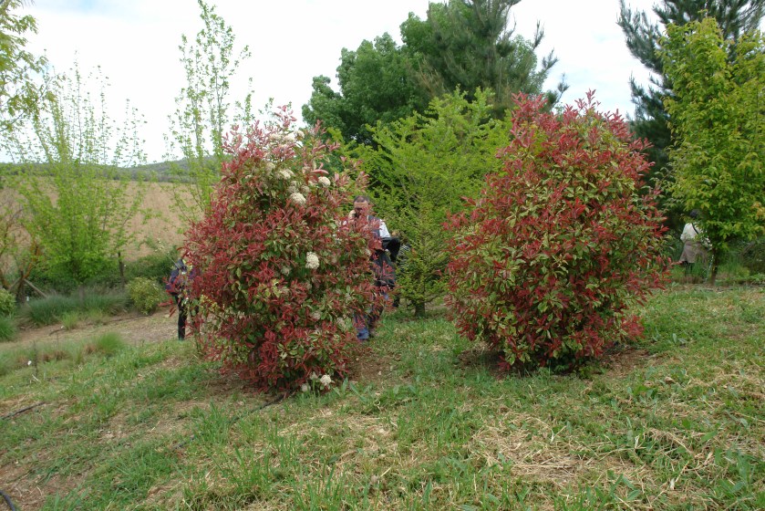 jardin-del-rosario-photinia-x-fraseri-pink-marble-029